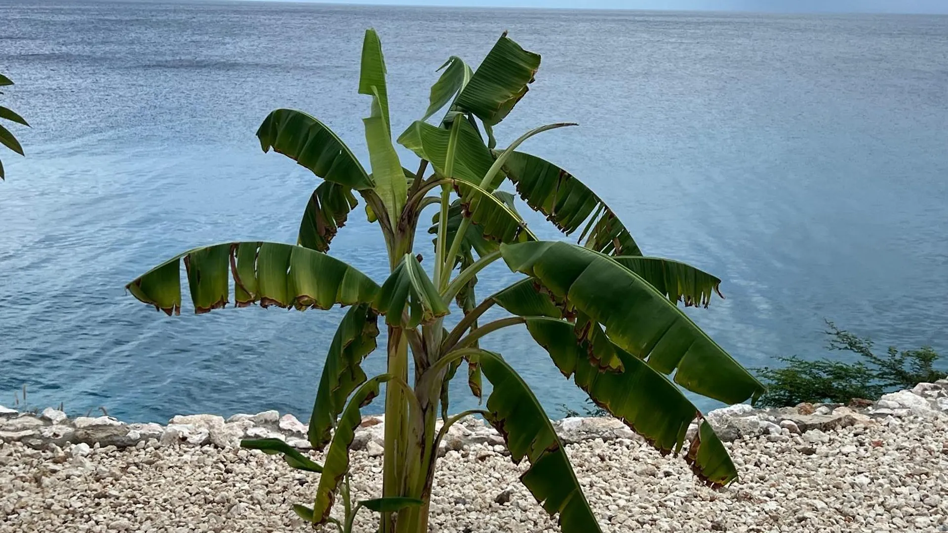 Lagun Sunset Resort All Natural Clothing Optional Curacao