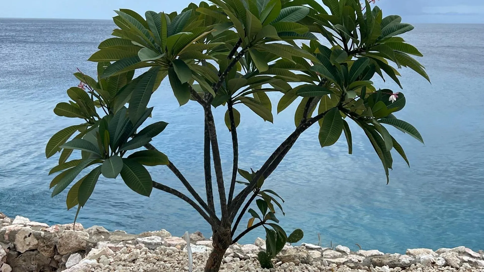 Lagun Sunset Resort All Natural Clothing Optional 0*,  Curacao